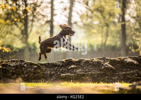 Springen Cocker Spaniel, Oxfordshire, England, Vereinigtes Königreich, Europa Stockfoto