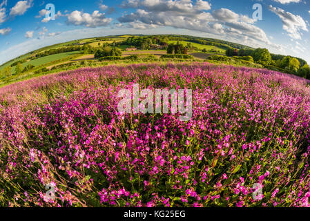 Red Campion (silene dioica), blühende Masse, wachsen auf Ackerland, Abendsonne, Kent, England, Vereinigtes Königreich, Europa Stockfoto