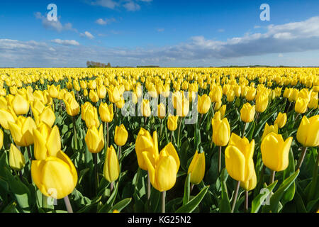Gelbe Tulpen in einem Feld, yersekendam, Provinz Zeeland, Niederlande, Europa Stockfoto
