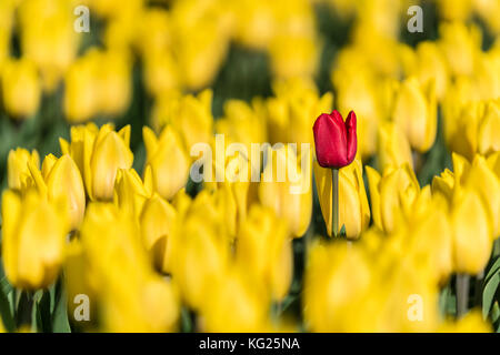 Einzelne rote Tulpe in einem Feld der gelbe Tulpen, yersekendam, Provinz Zeeland, Niederlande, Europa Stockfoto