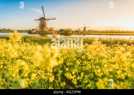 Goldenes Licht über den Windmühlen mit gelben Blumen im Vordergrund, Kinderdijk, UNESCO, Molenwaard Gemeinde, Südholland, Niederlande Stockfoto