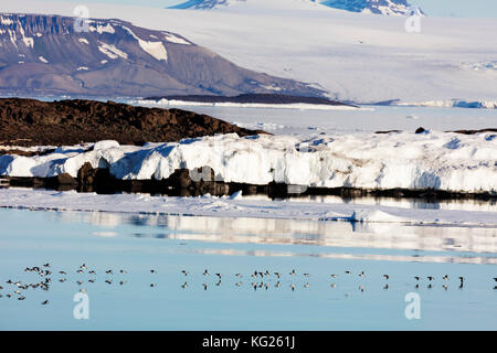 Dicke Rechnung murre (bronnichs Trottellumme (uria iomvia) im Flug, Spitzbergen, Svalbard, Arktis, Norwegen, Europa Stockfoto