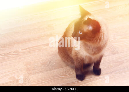 Eine Siam oder Thai Katze sitzt auf dem Boden. Die Katze ist deaktiviert. Drei Pfoten, keine Extremität. Stockfoto