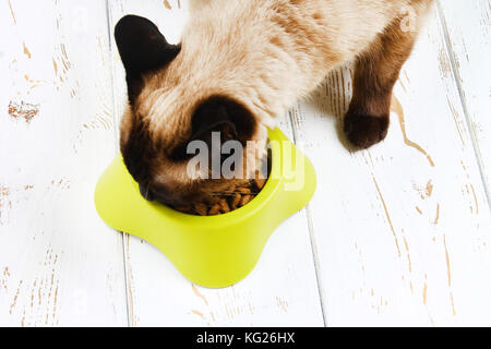 Eine Siam thai Katze frisst Trocken essen von einer gelb-grünen Plastikschüssel auf weißem Holzfußboden. Stockfoto