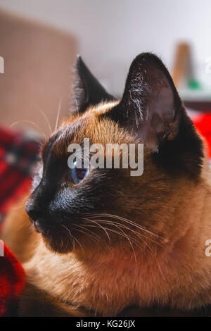 Siam thai Katze schaut vorsichtig entfernt. Porträt einer Katze mit blauen Augen. Stockfoto