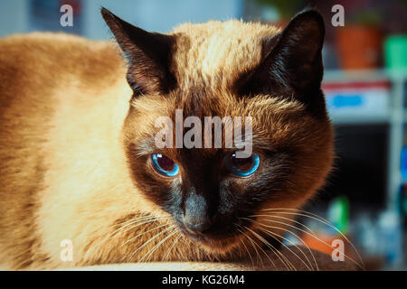 Siam thai Katze schaut vorsichtig entfernt. Porträt einer Katze mit blauen Augen. Stockfoto