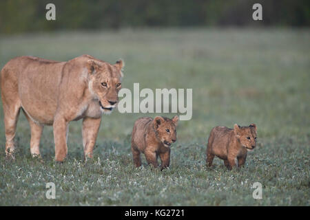 Zwei Löwen (Panthera leo) Jungen und ihre Mutter, Ngorongoro Krater, Tansania, Ostafrika, Südafrika Stockfoto