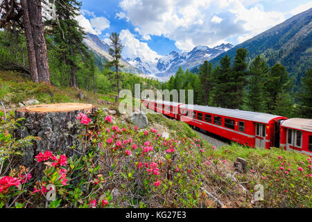 Bernina Express Zug von Rhododendren, morteratsch, Engadin, Kanton Graubünden, Schweiz umgeben, Europa Stockfoto