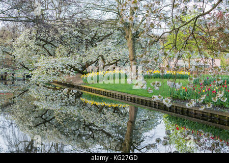 Baum, Wasser, Kanal und Blumen im Keukenhof Lisse, Provinz Südholland, Niederlande, Europa Stockfoto