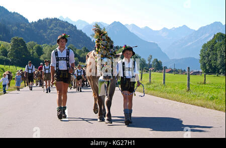 Viehscheid, die jährliche Fahrt der Rinder aus dem Sommer Almen ins Tal, schoellang, Allgäu, Bayern, Deutschland, Europa Stockfoto