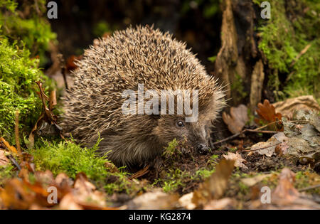 Igel im Herbst Blätter, aus dem Inneren eines Wildtierversteins genommen, um die Gesundheit und die Population dieses Lieblings-, aber rückläufigen Säugetieres zu überwachen Stockfoto