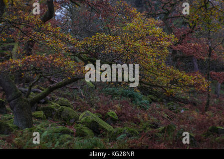 Goldene Blätter fallen von den Eichen von einem herbstlichen padley Schlucht Stockfoto