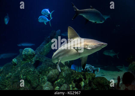 Shark Tank mit Silhouette des Kindes in der rechten Ecke, ABQ BioPark Aquarium, Albuquerque, New Mexico USA Stockfoto