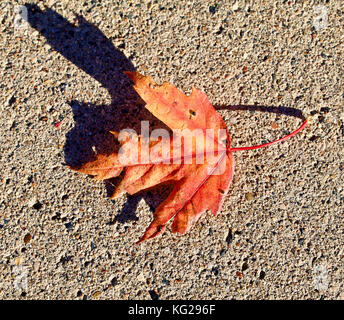 Single Herbst maple leaf Stockfoto