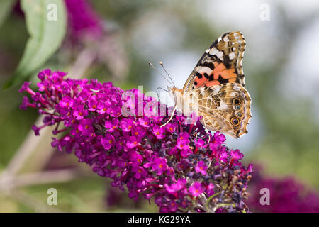 Distelfalter, Distel-Falter, Blütenbesuch auf Schmetterlingsflieder, Buddleja, Vanessa cardui, Pyramis cardui, Cynthia cardui, bemalte Dame, Cosmopol Stockfoto