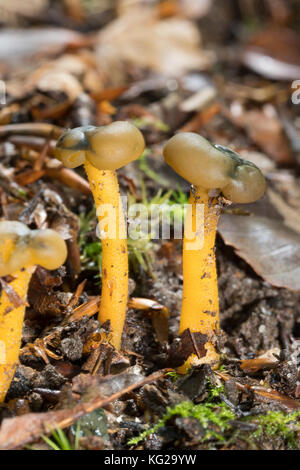 Gemeinsames Galertkäppchen, Grüngelbes Gallertkäppchen, Gelbgrünes Gallertkäppchen, Gallatkäppchen, Galertköpfe, Schlüpfriger Kappenpilz, Leotia lub Stockfoto