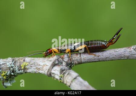 Gemeinsamen Europäischen earwig, forficula auricularia Stockfoto