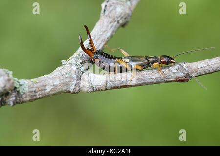 Gemeinsamen Europäischen earwig, forficula auricularia Stockfoto