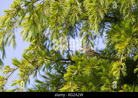 Goldcrest Regulus Regulus, einzelne Erwachsene in conifer thront. Worcestershire, Großbritannien. Stockfoto