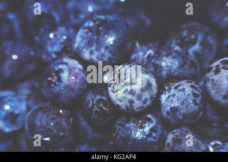 Frozen blau huckleberry auch so groß bekannt, Sumpf oder hohe Blueberry. Gefrorene blaue Früchte. kalte Früchte Hintergrund Stockfoto