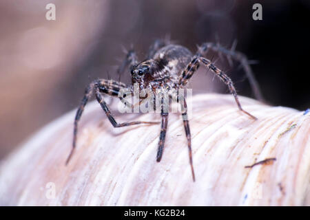 Spinne aus lycosidae Familie. Spinne mit 2 großen und 4 kleinen Augen. Spinne auf einem Schneckenhaus. Makro Foto. scary wolf spider Stockfoto