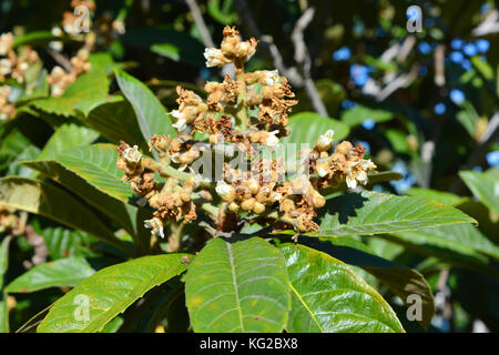 Duftende weiße Blüte von Nispero oder japanischem Loquat, auch bekannt als Medlar. Stockfoto