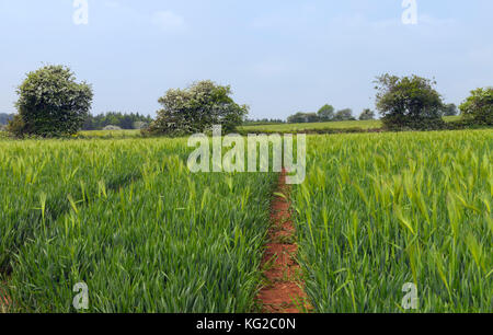 Path through young green rye farm field by a hedgerow lane in an English countryside, on a summer sunny day . Stockfoto