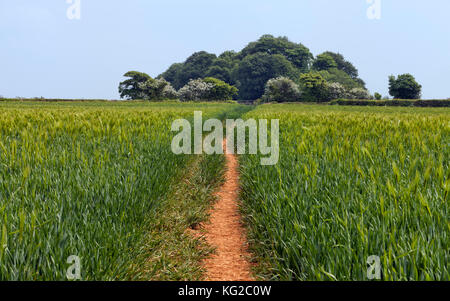 Country footpath crossing green rye field to a woodland enclose in an English countryside, on a summer sunny day . Stockfoto