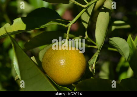 Limau Kasturi, eine kleine orange lime allgemein in Malaysia gewachsen und manchmal als kalamansi bekannt. Stockfoto