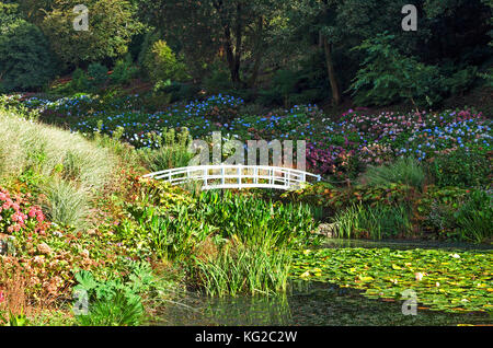 Hydrangea Tal bei trebah Gardens in der Nähe von mawnan Smith in Cornwall, England, Großbritannien, Großbritannien. Stockfoto