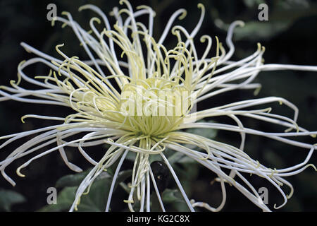 Diese interessante Chrysantheme (spider Mom) breitet sich aus seiner verworrenen dünn und twisted Blütenblätter Stockfoto