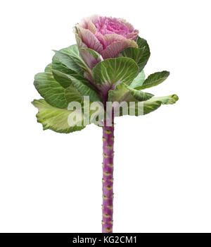 Zierpflanzen grün mit rosa Kohl Blume auf weißem Hintergrund Stockfoto