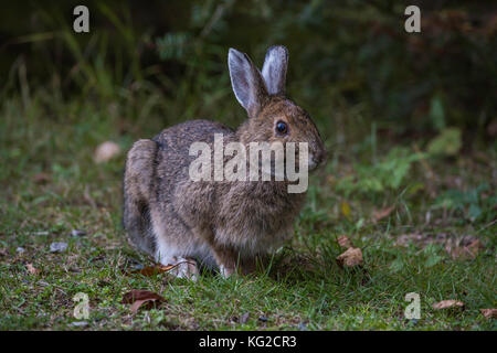 Snowshoe Hare (Lepus americanus) Borealer Wald, Ontario, Kanada von Bruce Montagne/Dembinsky Foto Assoc Stockfoto