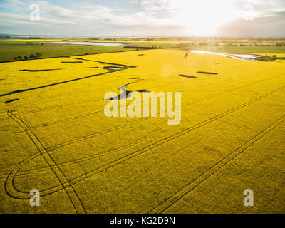 Rapsfeld bei glühenden Sonnenuntergang in Australien Stockfoto