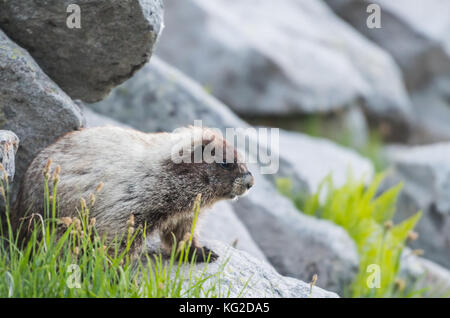 Marmot unter Boulder im Feld mit Kopie Raum versteckt nach rechts Stockfoto