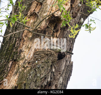 Wacholderdrossel und ein Nest mit Küken auf einem Baumstamm im natürlichen Lebensraum Stockfoto