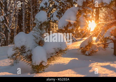 Wunderschöne Aussicht mit der Antriebe des Schnees auf die Zweige der Fichte und Sonne im Winter Forest bei Sonnenuntergang Stockfoto