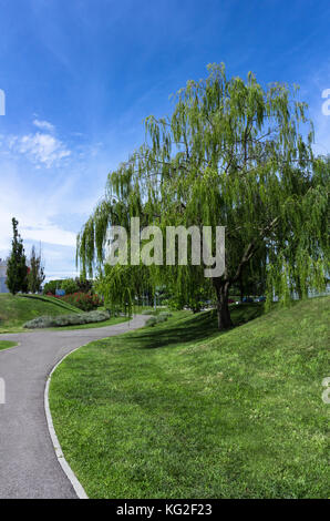 Weeping Willow Tree in einem sauberen städtischen Park mit Bäumen und Blumen Stockfoto