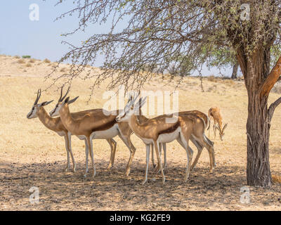 Weibliche springbok selbst Schattierung unter einem Thorn Tree in der Kgalagadi Transfrontier Park gebietsübergreifende Südafrika und Botswana. Stockfoto