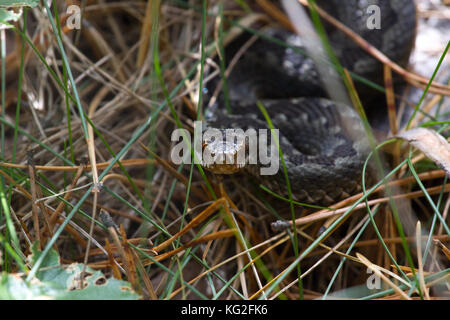 Schlange an der trockene Ton Nahaufnahme Foto. vipera renardi Stockfoto