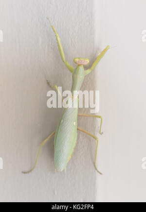 Grüne Gottesanbeterin an einer Wand (Mantis Religiosa)-selektiven Fokus auf dem Kopf Stockfoto