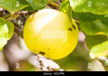 Schorf auf dem Apfelbaum. Pflanze Pilz Befall. Stockfoto