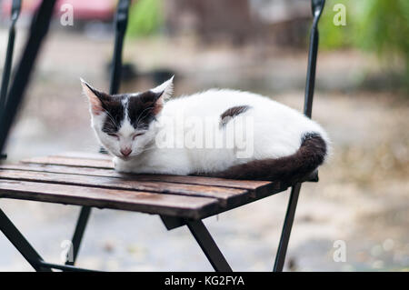 Weiße Katze mit schwarzen Flecken Crouch und schlief auf einem hölzernen Stuhl im Freien in einem Garten unter Baum Schatten fallen. Stockfoto