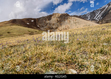 Malerische Aussicht mit wunderschönen Berggipfel mit Schnee und einen Berghang mit blauen Blumen auf dem Hintergrund der blauen Himmel Stockfoto