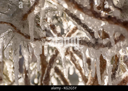 Farbenfrohe Frühling Hintergrund mit einem Muster von Eis und Eiszapfen in verschiedenen Formen und Größen auf verschlungenen Zweige und Nadeln Stockfoto