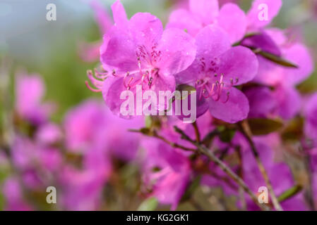 Schöne zarte floral background mit magenta Blumen ledebur Rhododendron mit Tropfen von Wasser nach dem Regen Stockfoto