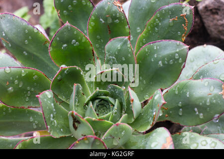 Makro Foto von Sukkulenten aeonium arboreum. Schlafzimmer Kohl Stockfoto