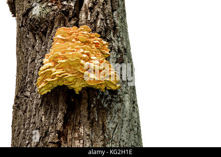 Woody gelb chaga Pilze wachsen auf einem Baumstamm close-up auf weißem Hintergrund Stockfoto