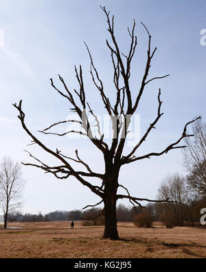 Rogaliner Eichen - majestätische, riesige, toter Baum mit einem menschlichen in der Nähe von Es Stockfoto