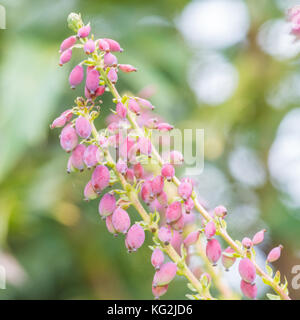 Eine Makroaufnahme der violetten Beeren eines Mahonia japonica Strauch. Stockfoto